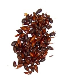  1kg, Carafa® Typ-3, Choco Malz, EBC 1300-1500