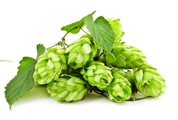 Cascade (NZ) Hopfen Dolden